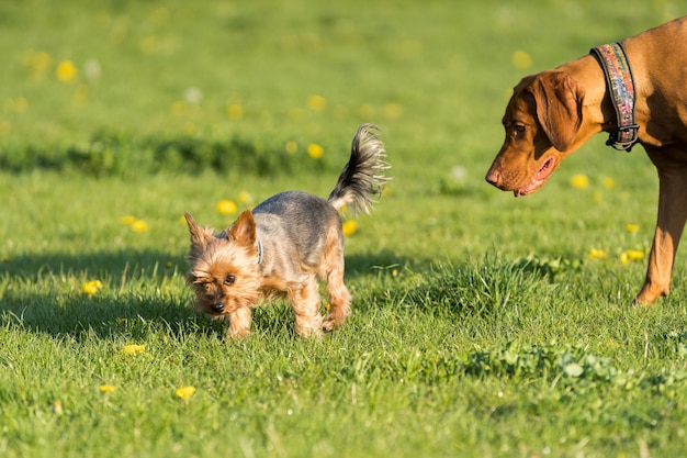 Foto dois amigos, um cão grande e um pequeno, caminham juntos por um prado verde durante uma caminhada à tarde.