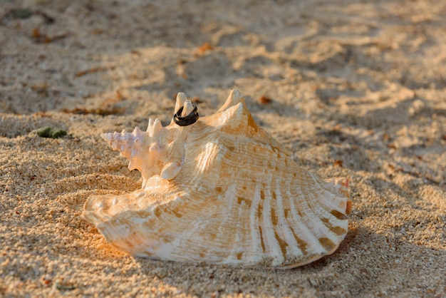 Dois anéis pretos estão nas conchas de eremita na areia