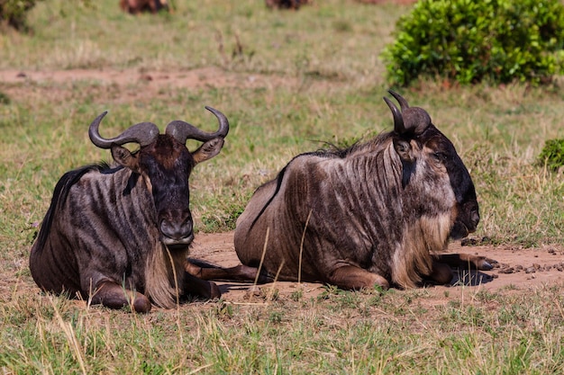 Dois antílopes gnu deitado na grama na savana. Parque Nacional Masai Mara. Quênia