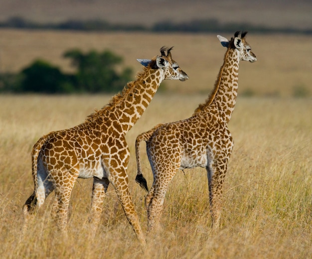 Dois bebês girafas na savana.