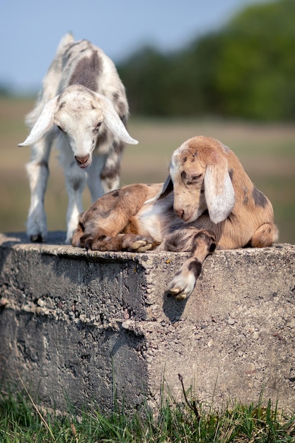 Dois belos cabritos manchados de marrom e cinza parados em um bloco de concreto e brincando