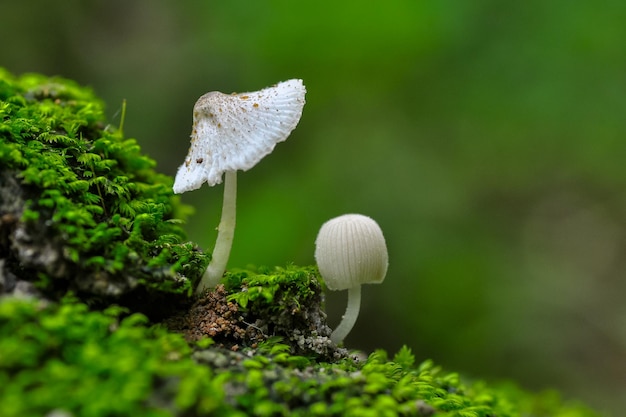 Foto dois belos cogumelos.
