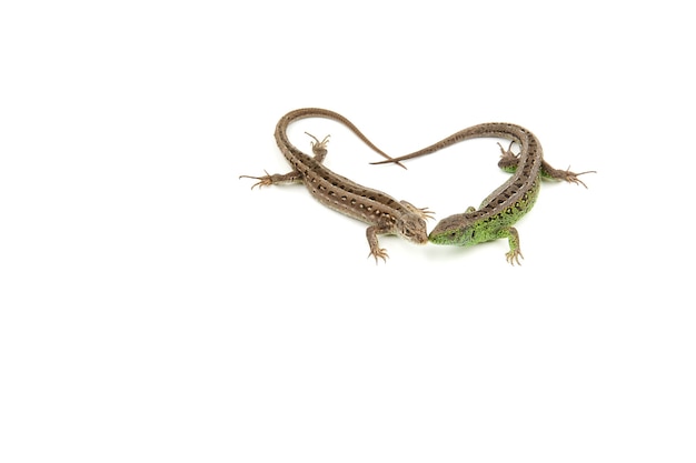 Foto dois belos lagartos formaram um coração em uma vista branca de cima