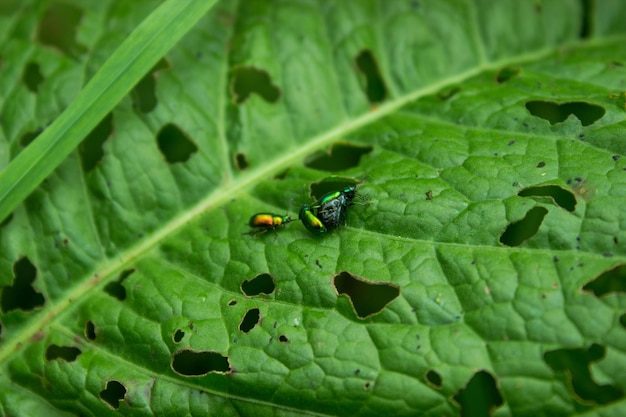 Dois besouros de folha Chrysomela fastuosa estão lutando pela fêmea de sua espécie Besouros de insetos pequenos arco-íris