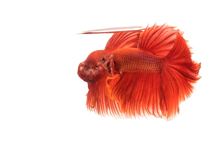 Foto dois, betta vermelho tailandês lutando peixe com uma postura feroz de luta