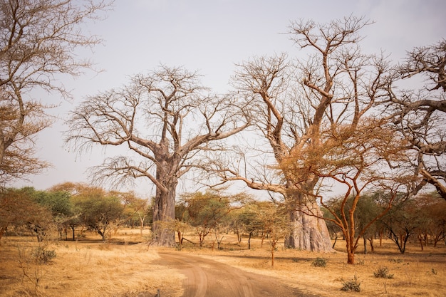 Dois Big Baobabs em terra arenosa. Vida selvagem no Safari. Baobab e selvas arbustivas no Senegal, África. Reserva Bandia. Clima quente e seco.