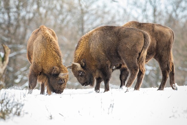 Dois bisões europeus, bisão bonasus, lutando no prado com a floresta atrás no inverno. grande mamífero chifrudo em pé um contra o outro. animais selvagens enormes em batalha em bosques nevados.