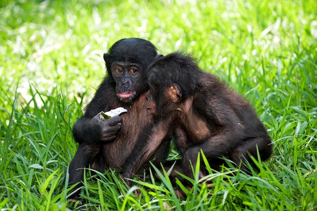 Dois Bonobos estão sentados no chão. República Democrática do Congo. Parque Nacional Lola Ya Bonobo.