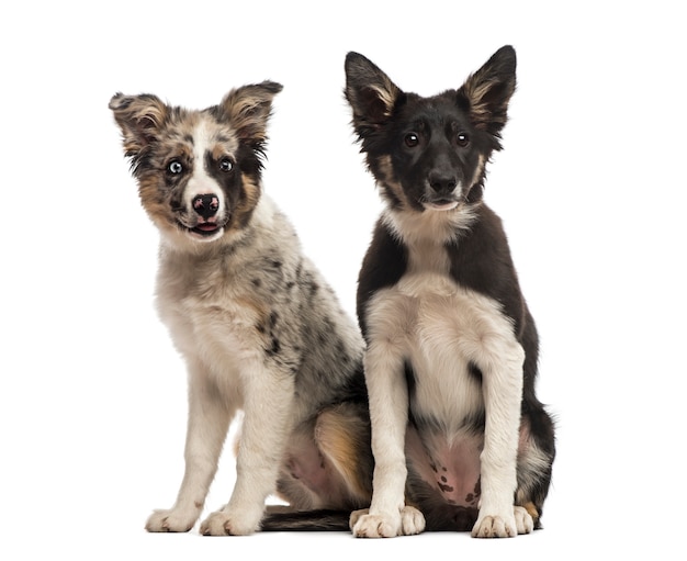 Dois Border Collies em frente a uma parede branca