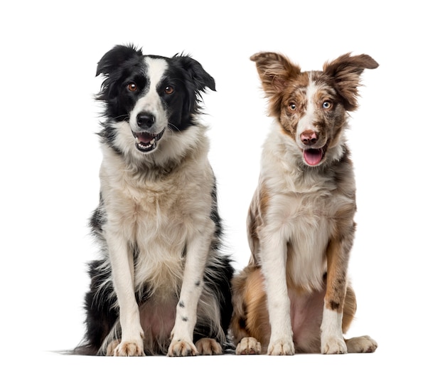 Dois Border Collies em frente a uma parede branca