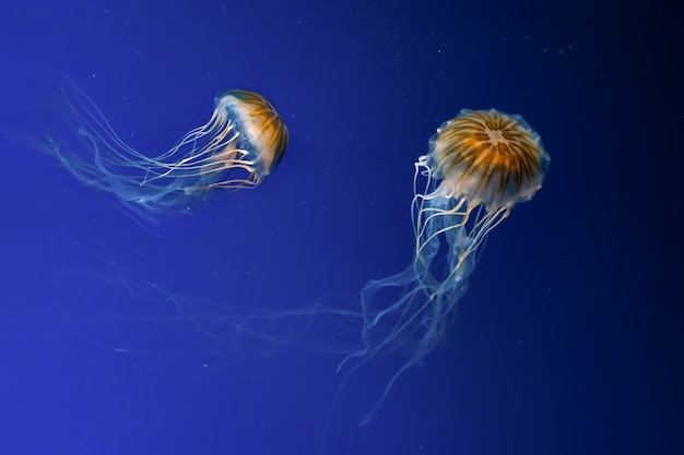 Dois brilhos chrysaora melanaster ou medusas marrons em água azul Theriology vida submarina