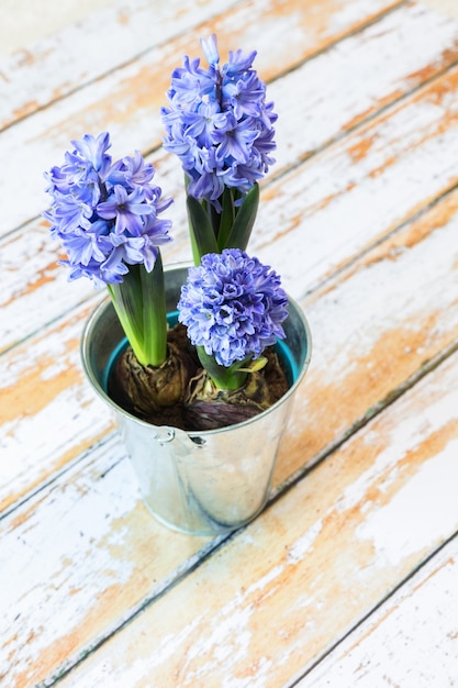 Dois bulbos de jacinto azul florescendo em uma linda panela de metal