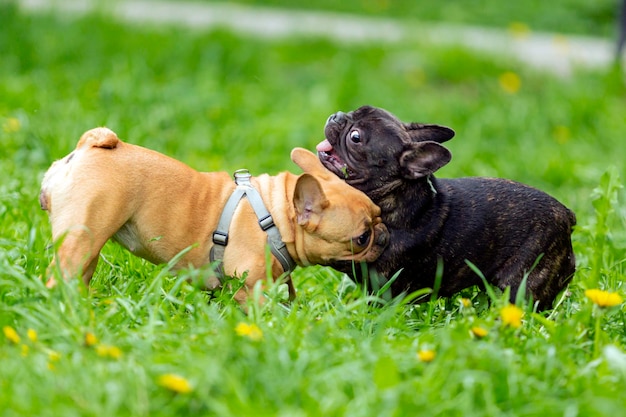 Dois buldogues franceses estão brincando na grama