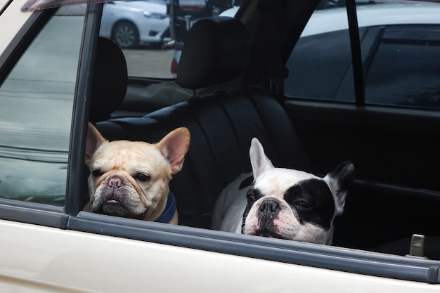 Dois bulldog francês esperando no carro, cães viajam