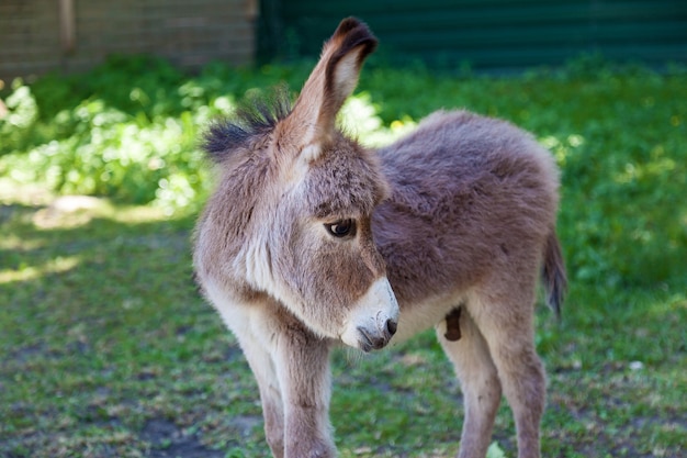 Dois burros, a mãe e um filhote em pé em um ambiente verde, olhando para a câmera.