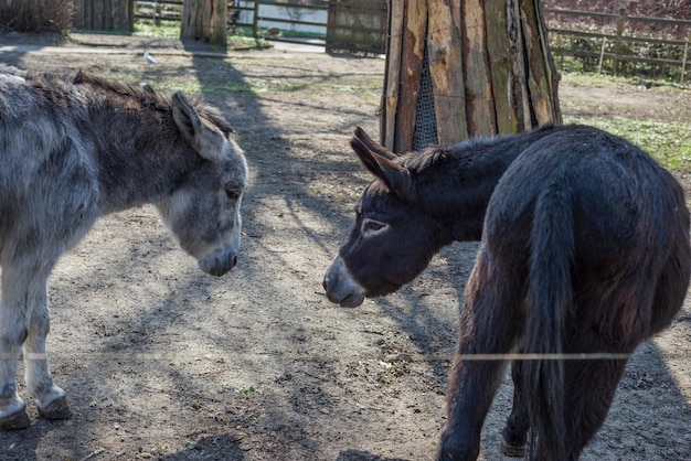 dois burros cinza e preto estão se olhando