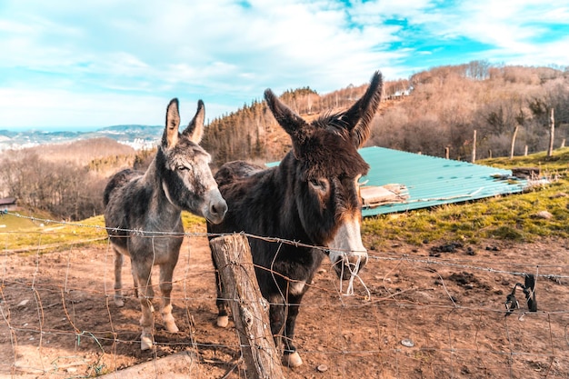 Dois burros do Monte Adarra no País Basco de Guipuzcoa