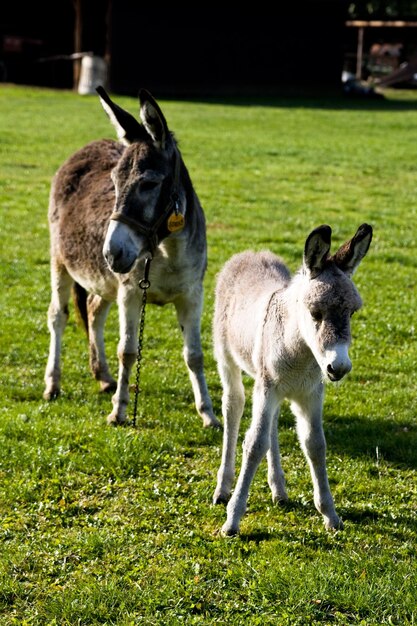 dois burros estão de pé na grama verde