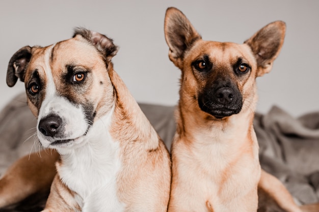 DOIS CÃES QUE OLHAM A CÂMERA COLOCANDO EM UMA CAMA NO INTERIOR