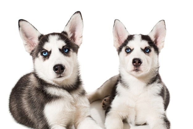 Dois cachorrinho fofo de cão husky siberiano com olhos azuis isolados. Cachorrinhos lindos