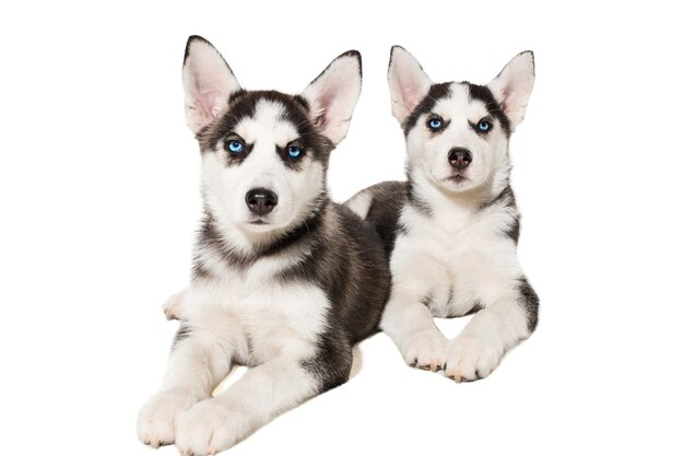 Dois cachorrinho fofo de cão husky siberiano com olhos azuis isolados. Cachorrinhos lindos