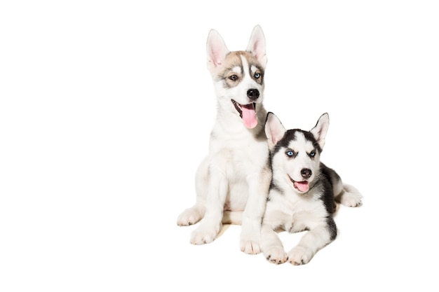 Dois cachorrinho fofo de cão husky siberiano com olhos azuis isolados. Cachorrinhos lindos