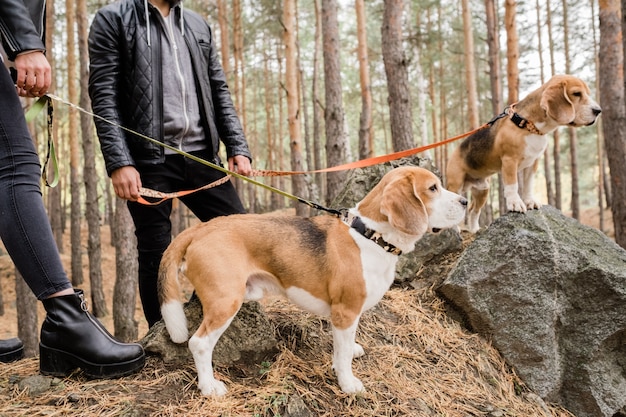 Dois cachorrinhos beagle fofos com coleiras e trelas artesanais em pé sobre pedras na floresta durante o friozinho com os donos