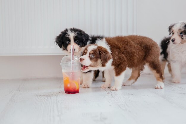 Dois cachorrinhos bebendo de um copo com um canudo.