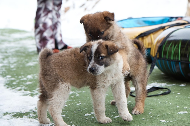 Dois cachorrinhos brincam um com o outro, roem um ao outro, um pequeno animal no inverno, close-up,