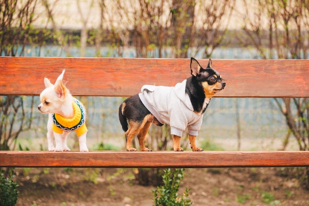 Dois cachorrinhos chihuahua no banco. animais domésticos fofos ao ar livre. cachorros chihuahua no banco com roupas.