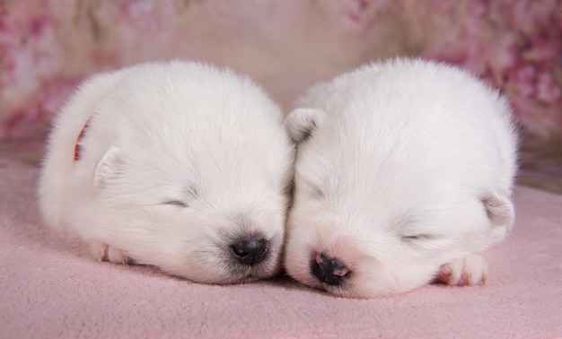 Dois cachorrinhos de duas semanas de idade, cães fofos samoiedos