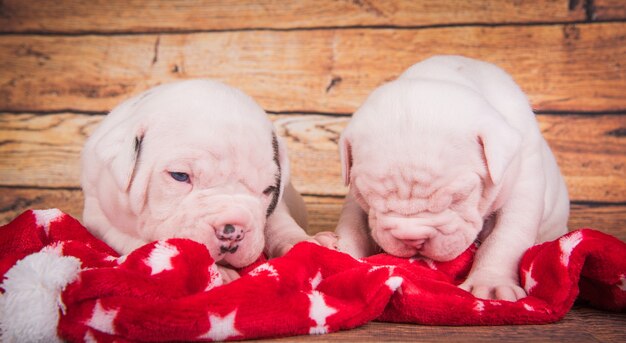 Dois cachorrinhos engraçados American Bulldog estão dormindo