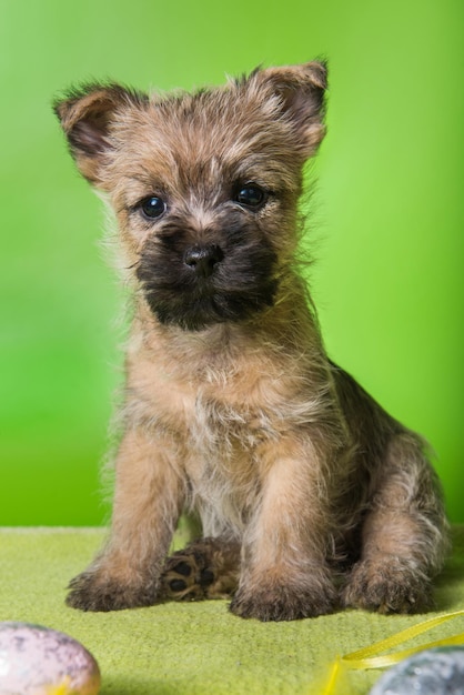 Dois cachorrinhos engraçados de Cairn Terrier, vermelhos e tigrados, com ovos de Páscoa coloridos sobre fundo verde