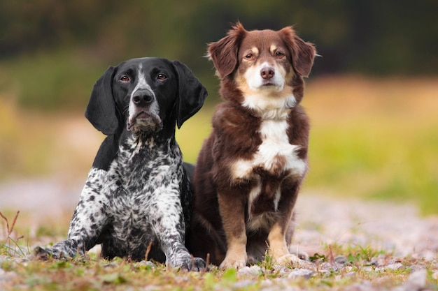 Dois cachorrinhos fofos estão sentados na grama no parque de verão