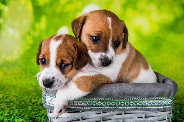 Dois cachorrinhos jack russell terrier fofos sentados em uma cesta de vime de páscoa