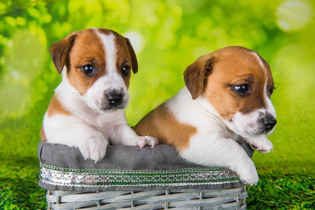 Dois cachorrinhos jack russell terrier fofos sentados em uma cesta de vime de páscoa