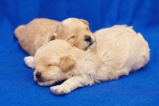 Dois cachorrinhos maltipu muito pequenos estão dormindo abraçados. sessão de fotos em um fundo azul