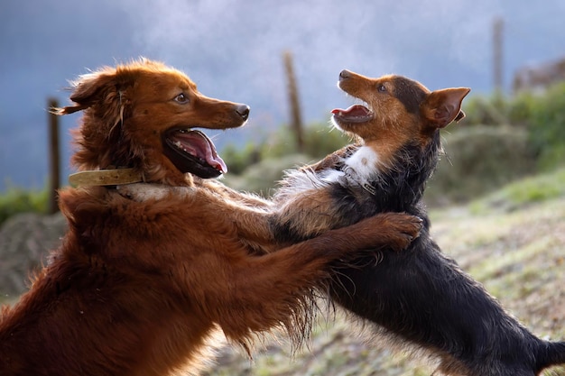 Dois cachorrinhos marrons e pretos bodeguero e pastor vasco brincando juntinhos olhando um para o outro carinho e lealdade amizade família