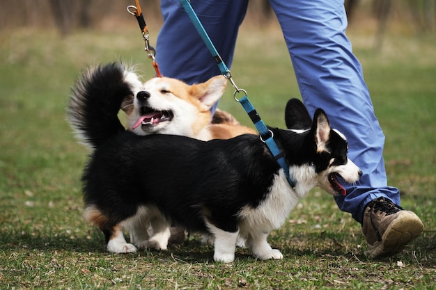 Dois cachorrinhos Pembroke Welsh corgi em uma caminhada no parque