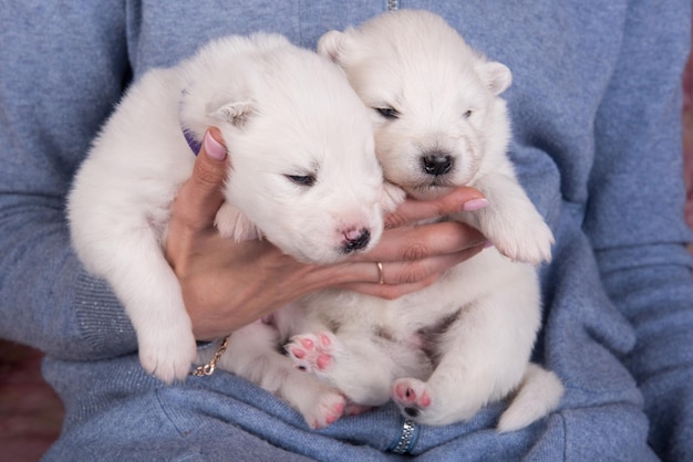 Dois cachorrinhos samoiedos brancos de duas semanas de idade estão dormindo nas mãos do proprietário.