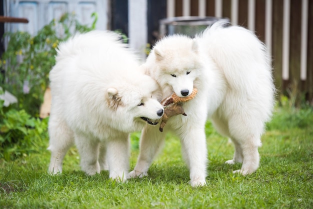 Dois cachorrinhos samoiedos brancos fofos estão brincando com brinquedo