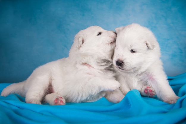 Dois cachorrinhos samoiedos brancos pequenos com um mês de idade