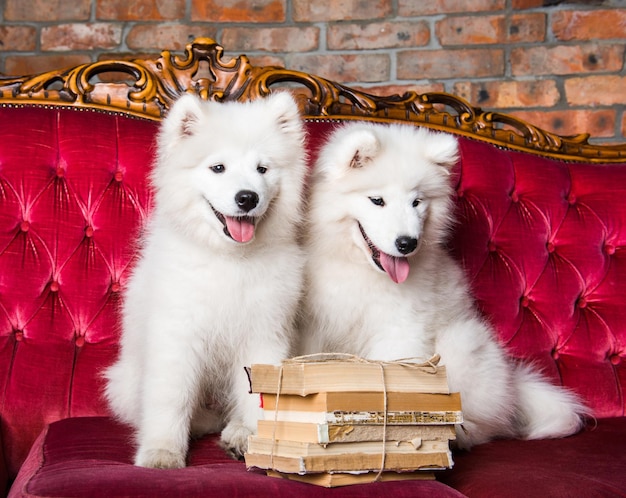 Dois cachorrinhos samoiedos fofos brancos com livros