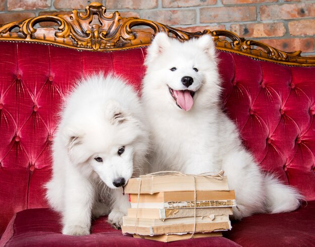 Dois cachorrinhos Samoyed brancos engraçados e fofinhos com livros