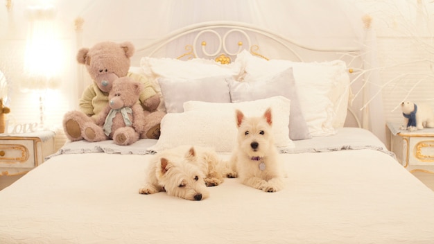 Dois cachorrinhos sentam na cama no quarto. Dois cães adoráveis prontos para comemorar o Natal