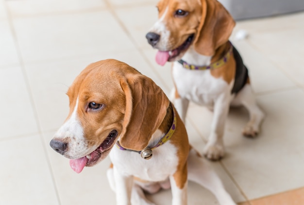 Dois cachorro beagle estão procurando algo, bonito