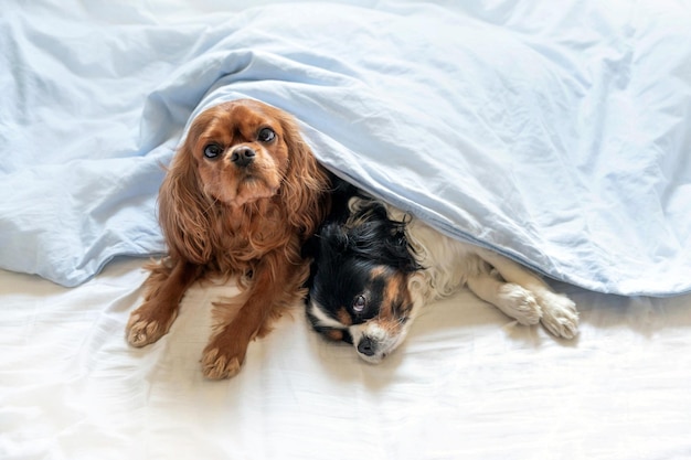 Dois cachorro fofo na cama debaixo das cobertas
