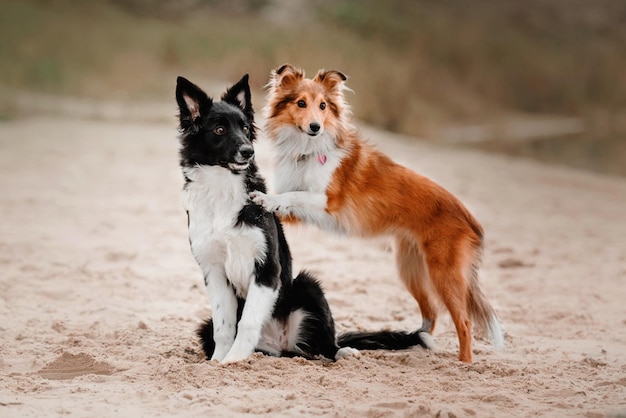 Dois cachorros abraçando o filhote de cachorro Border collie e o cão pastor das Shetland