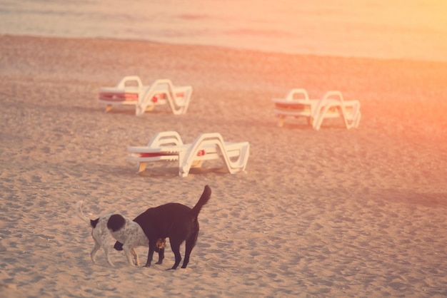 Dois cachorros brincando na areia da praia em um fundo de espreguiçadeiras brancas ao pôr do sol