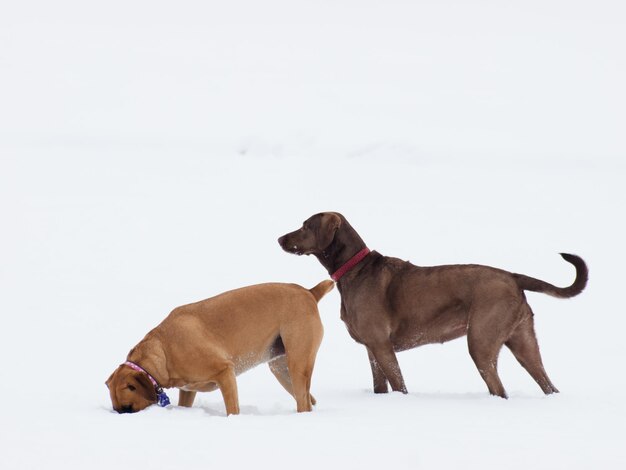 Dois cachorros brincando na neve